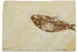 Fossil Fish (Knightia) - Wyoming #233156-1